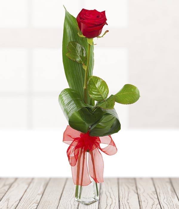 Valentine's Day Single Red Rose