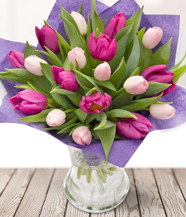 Tulip Dynasty | Order Dynasty Tulip Bulbs online | Bulbs Direct NZ